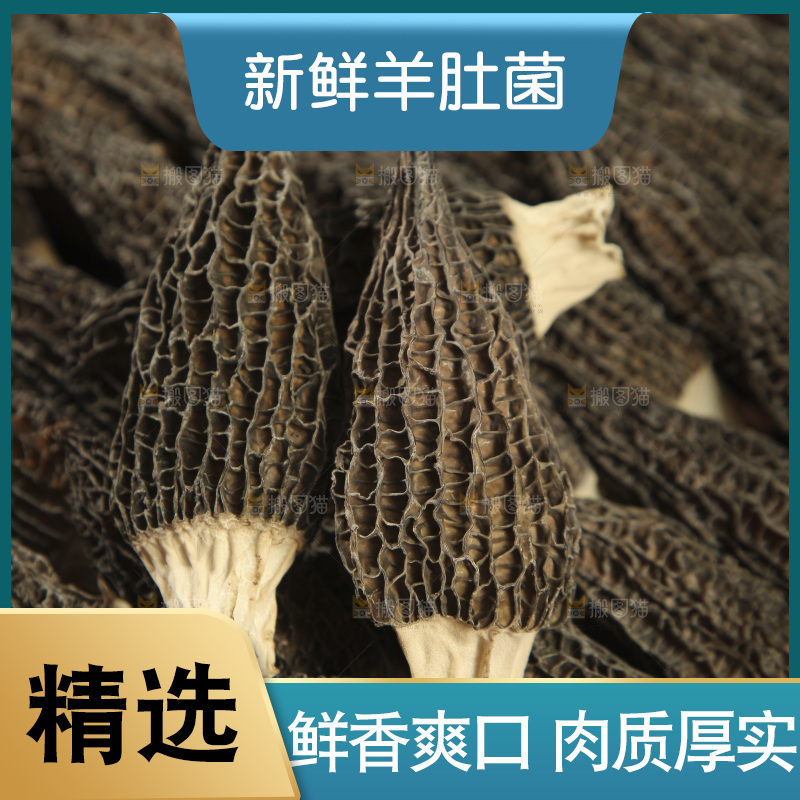 羊肚菌纹理