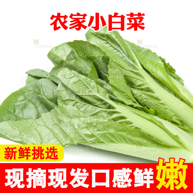 白底上的四季小白菜