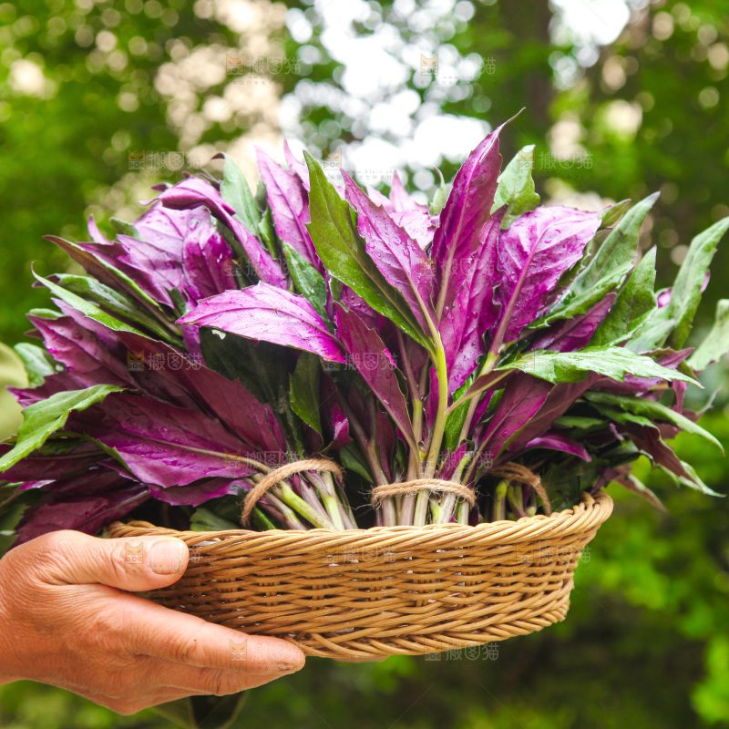 手里端着一篮紫背天葵