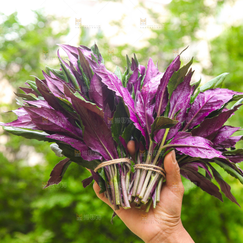 手里拿着血皮菜