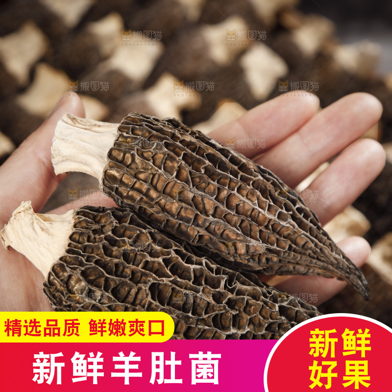 手里拿着羊肚菇