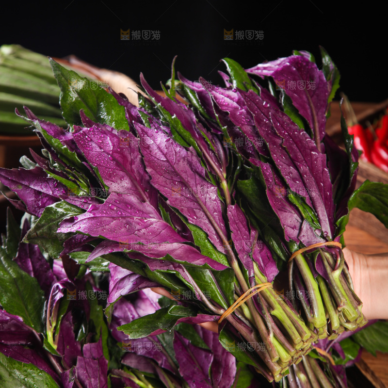 手里拿着紫背菜