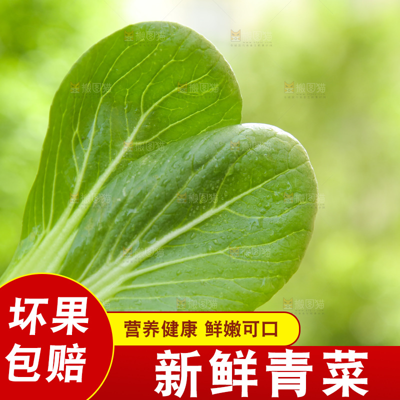 手里拿着小青菜叶