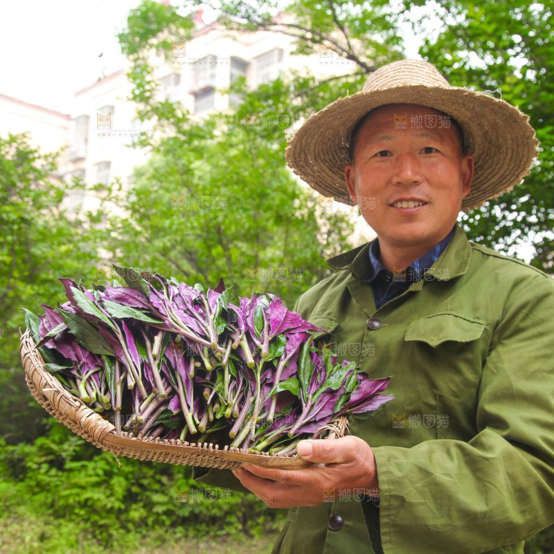 手里端着一篮紫背天葵