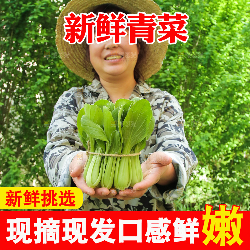 手里拿着上海青