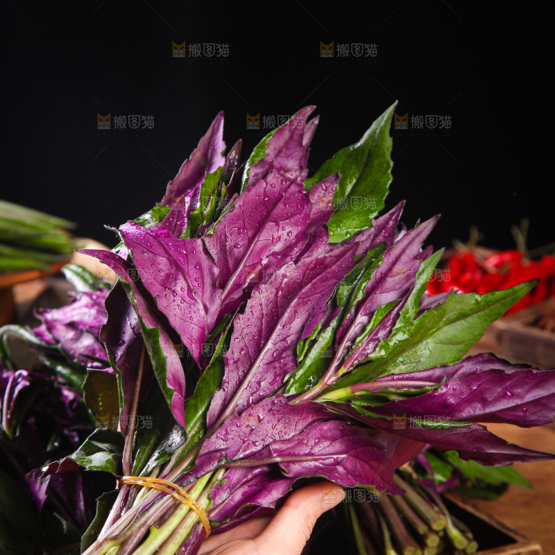手里拿着紫背菜