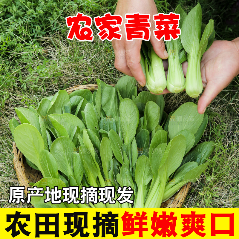 手里拿着小青菜