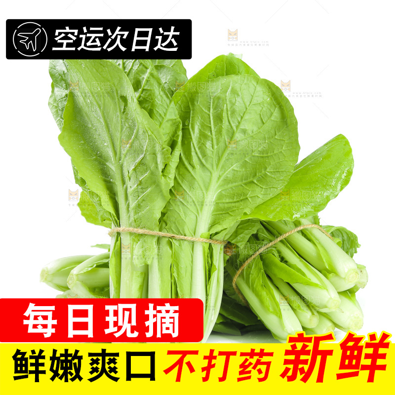 白底上放着一堆小白菜