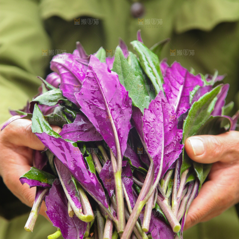 手里拿着血皮菜
