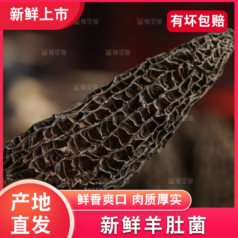 手里拿着干羊肚菌