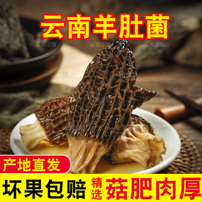 泡发过的羊肚菌