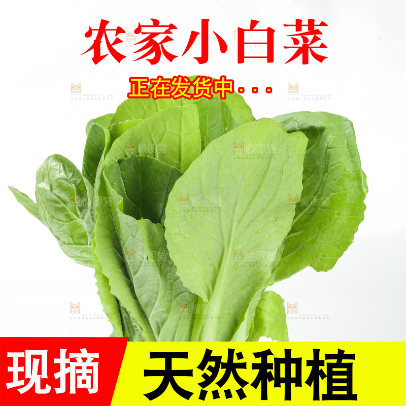 白底上的小白菜