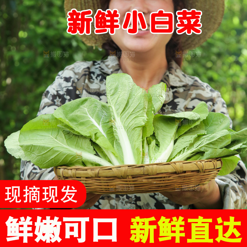 手里端着一篮小白菜