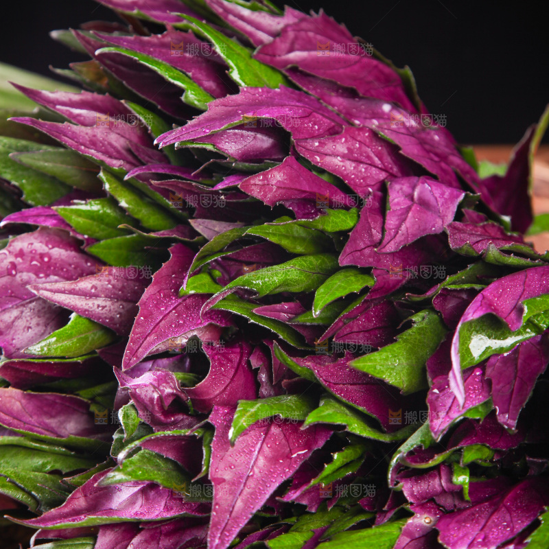 一篮新鲜紫背天葵