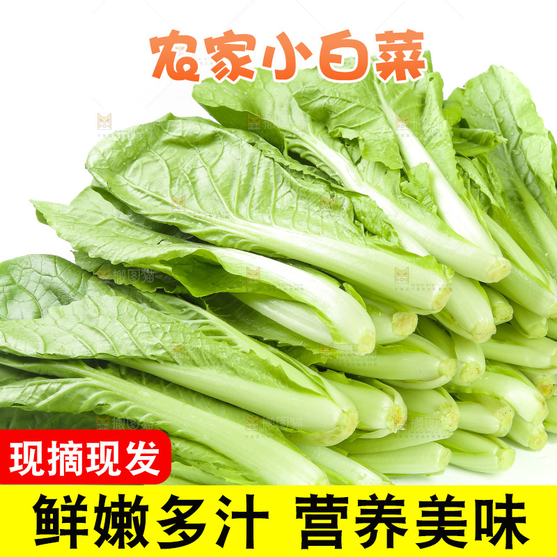 白底上的四季小白菜