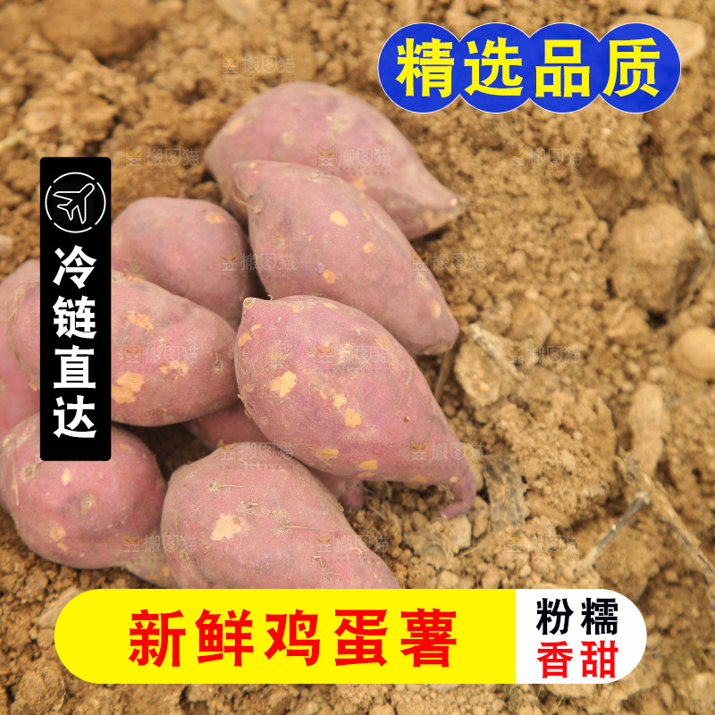 田地里的小香薯