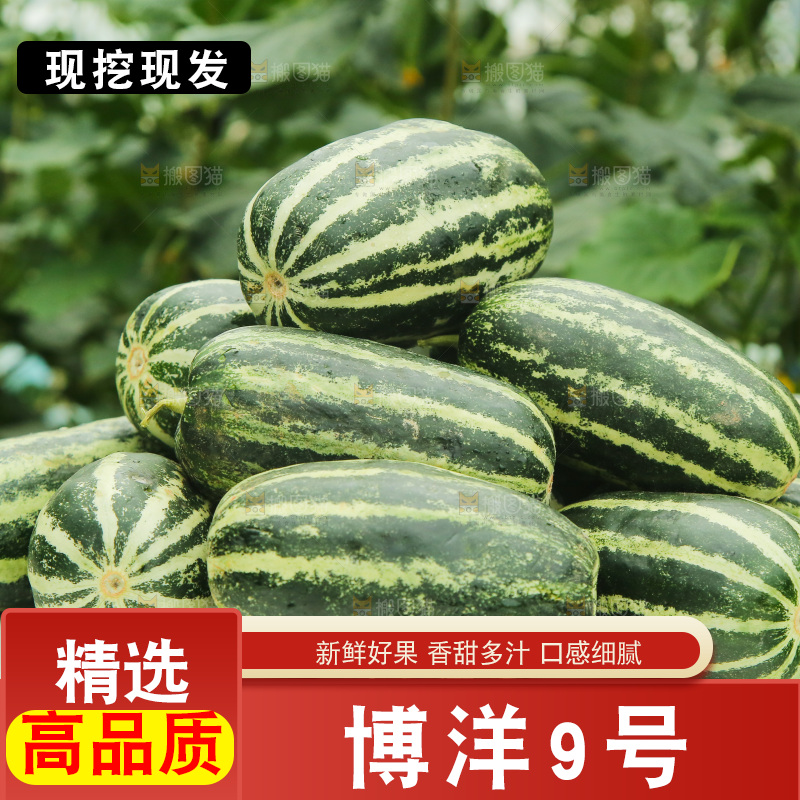 一堆新鲜博洋9号甜瓜