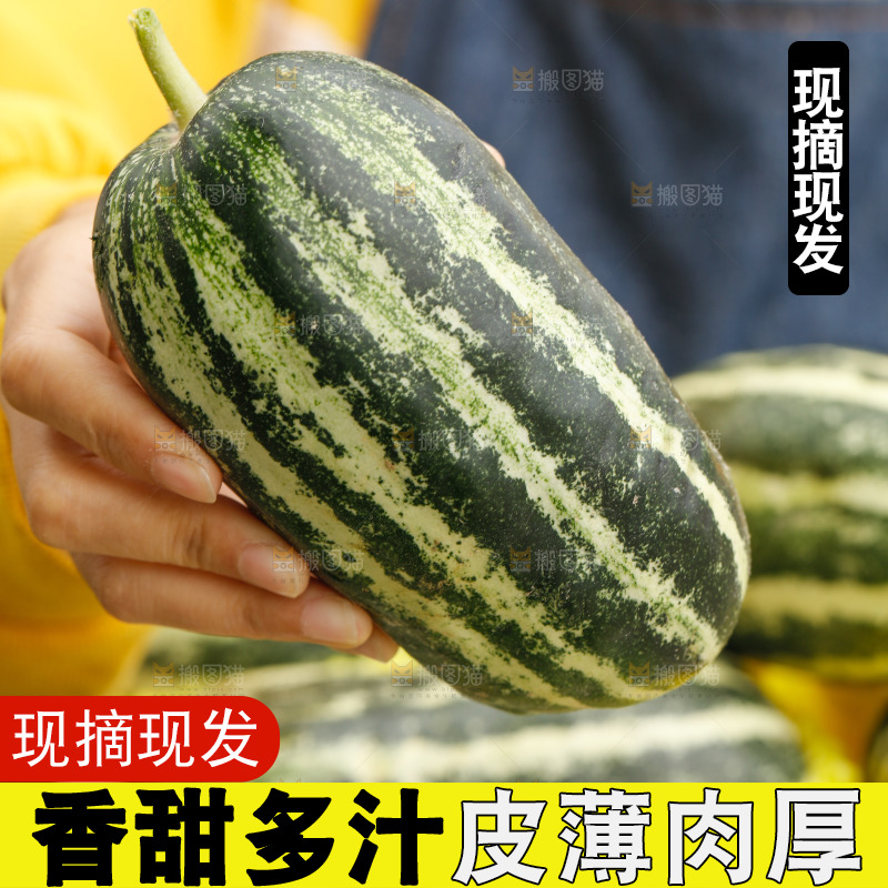 手里拿着博洋9号甜瓜