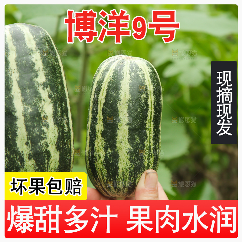 博洋9号甜瓜对比