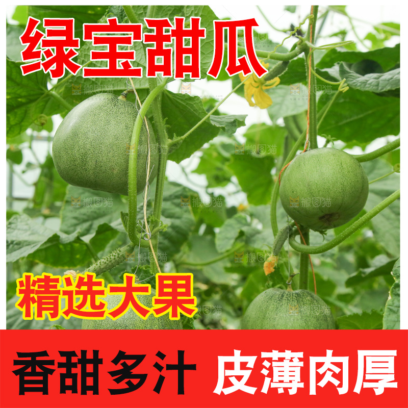 绿宝甜瓜种植