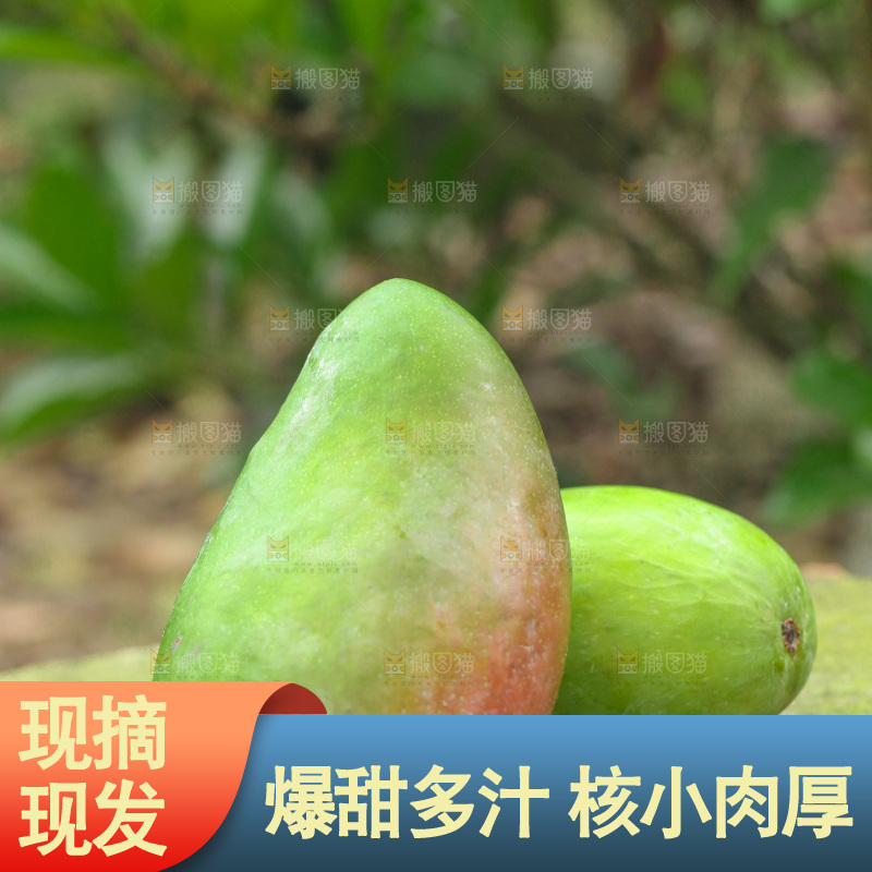 石板上放着金煌芒果