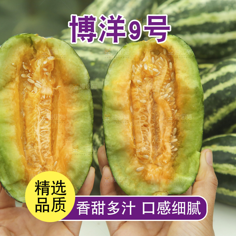 手里拿着博洋9号