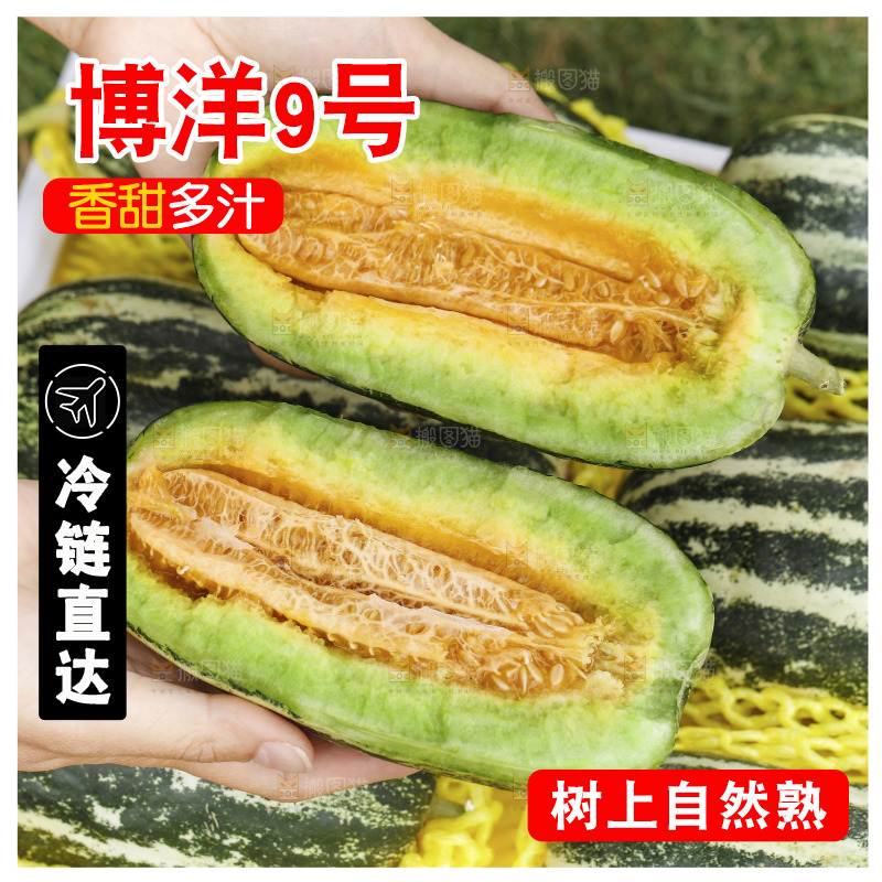 手里拿着博洋9号
