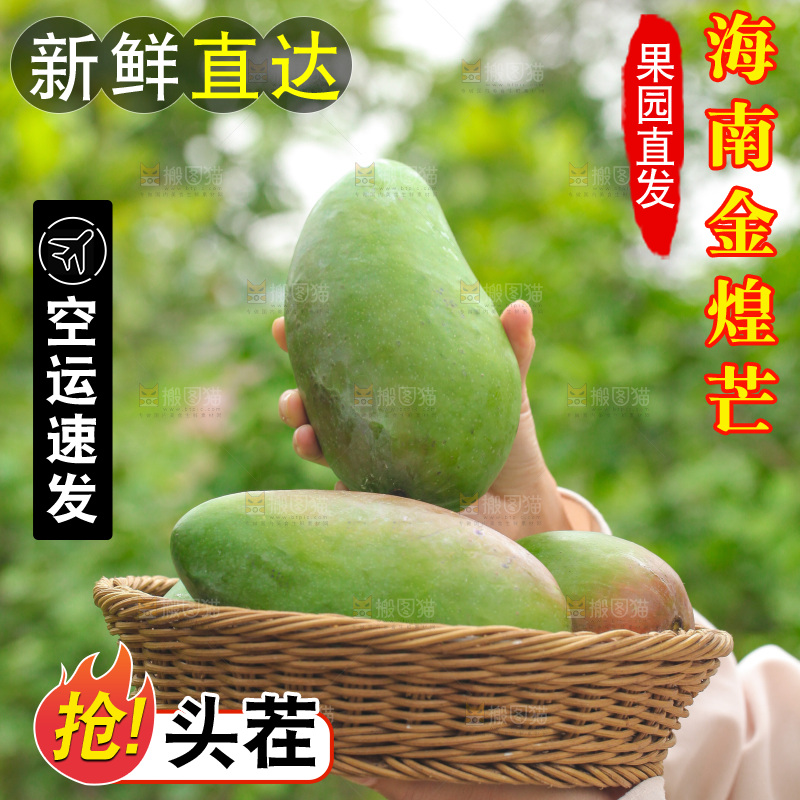 手里端着一篮青皮金煌芒