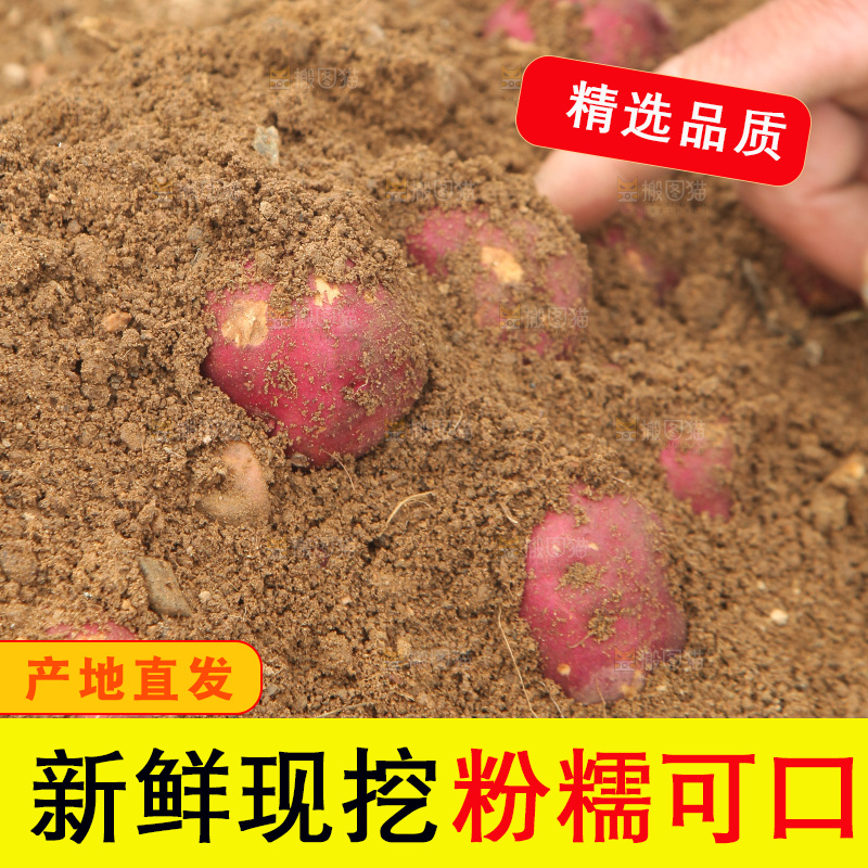 田地里的鸡蛋薯