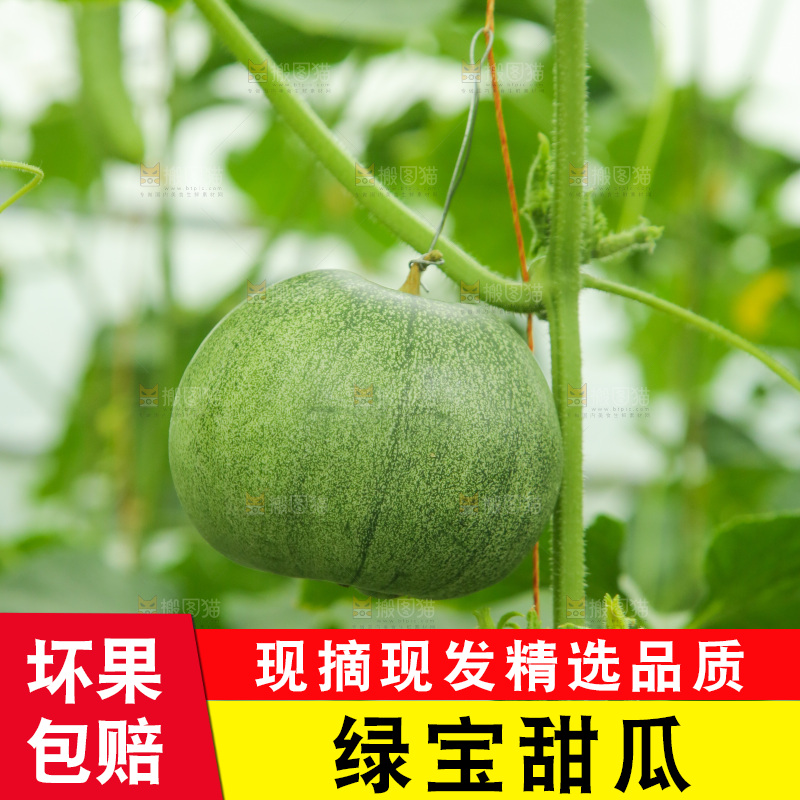 绿宝甜瓜种植