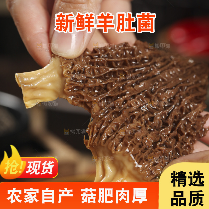 手里拿着羊肚蘑
