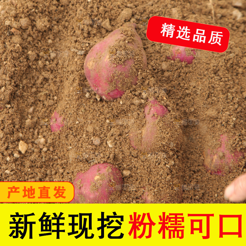 现挖鸡蛋薯