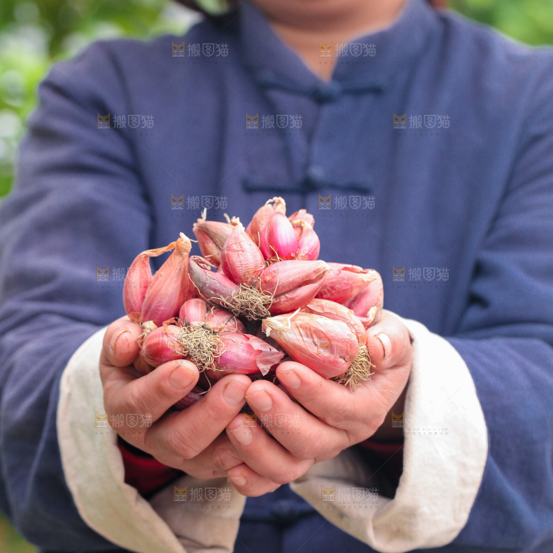手里捧着红葱头