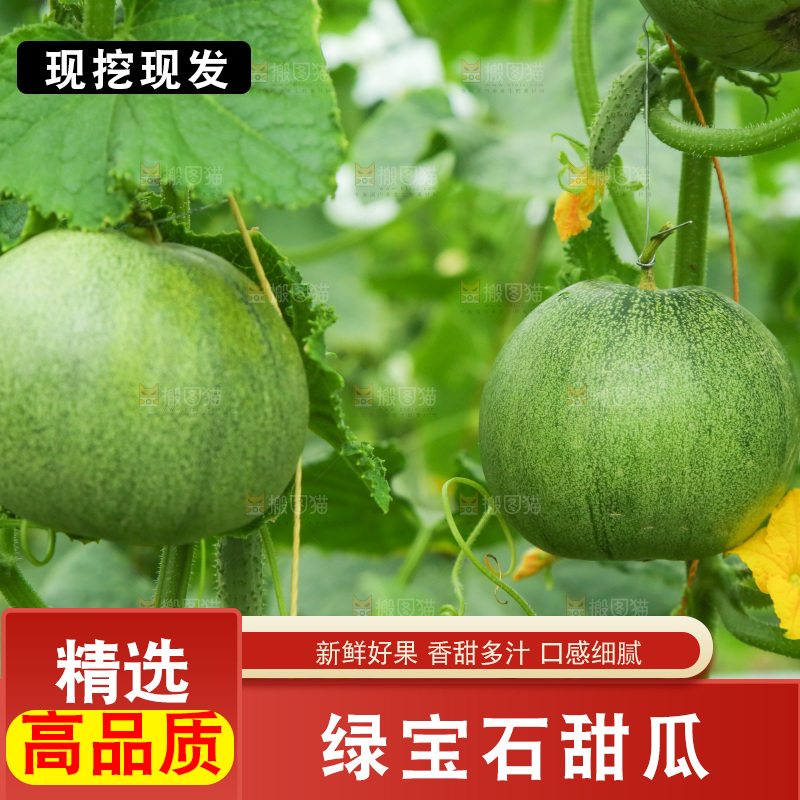 绿宝甜瓜种植