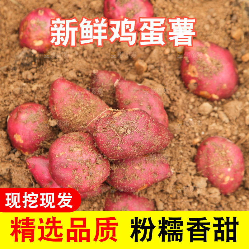田地里的鸡蛋薯
