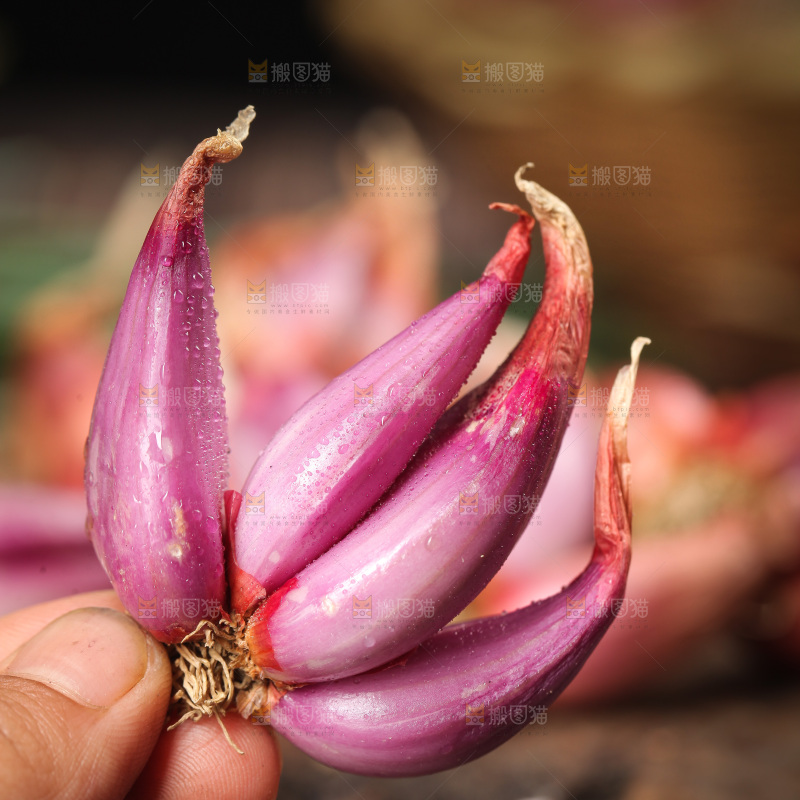 手里拿着紫葱头