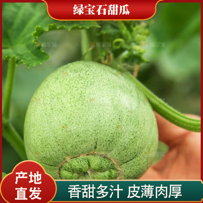 采摘新鲜绿宝甜瓜
