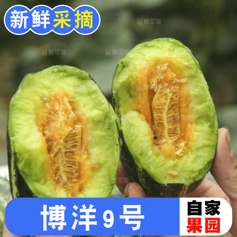 手里拿着博洋9号