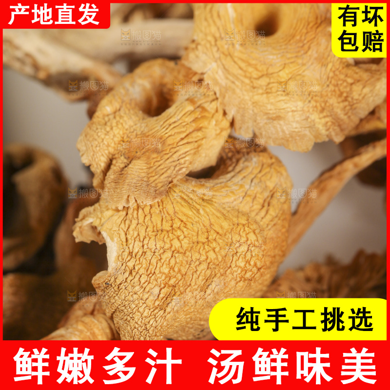 八珍菌菇食材鸡油菌