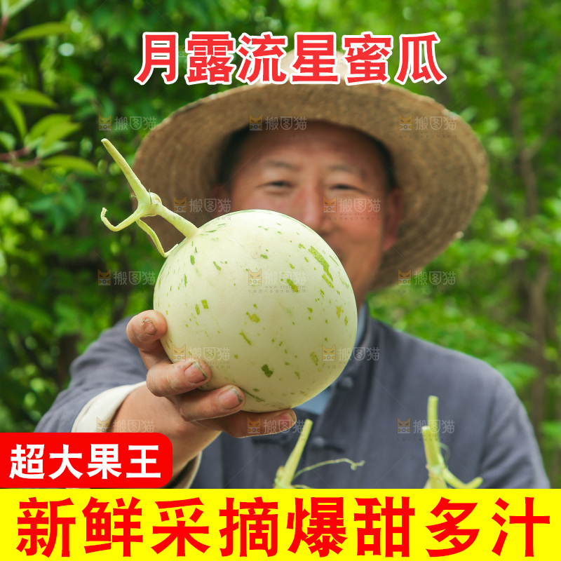 手里拿着月露流星蜜瓜