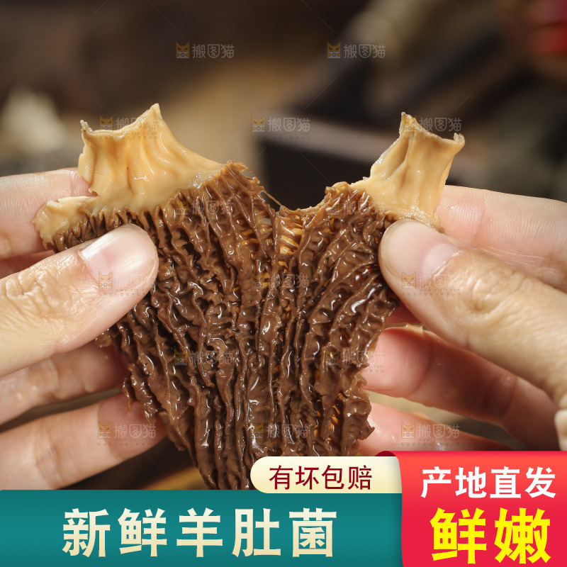 手里拿着羊肚蘑
