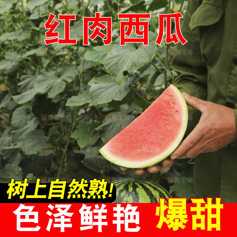 手里拿着红肉西瓜