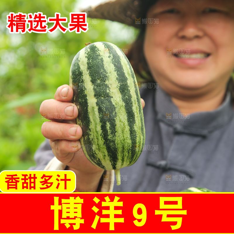 手里拿着博洋9号蜜瓜