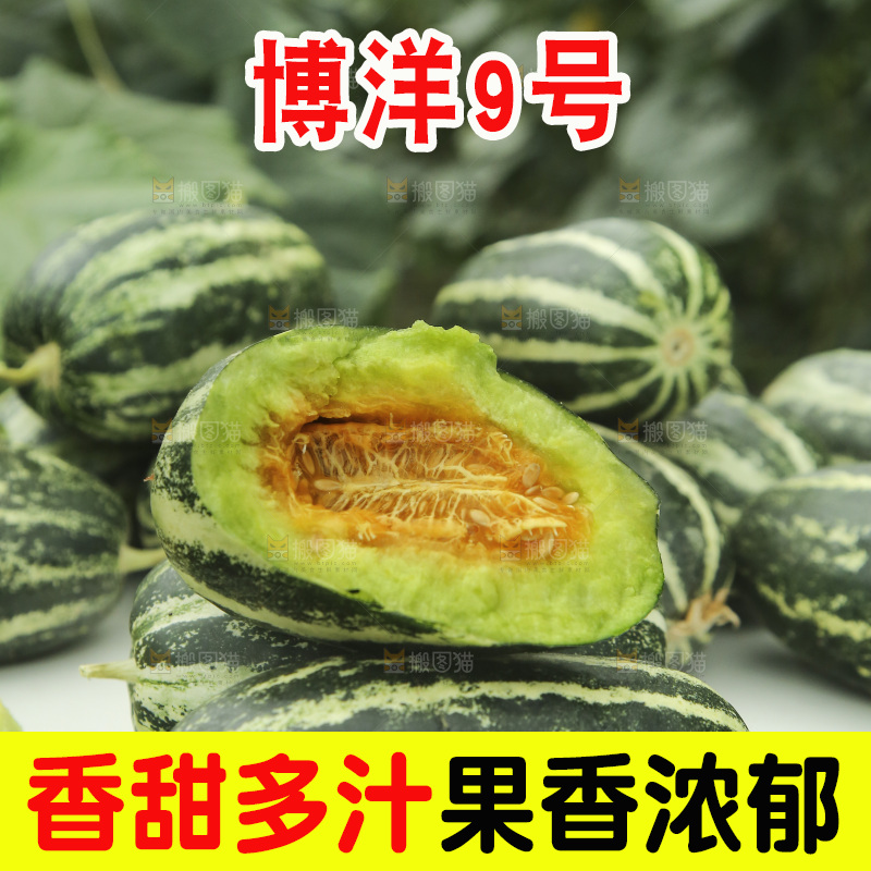 桌子上放着博洋9号甜瓜
