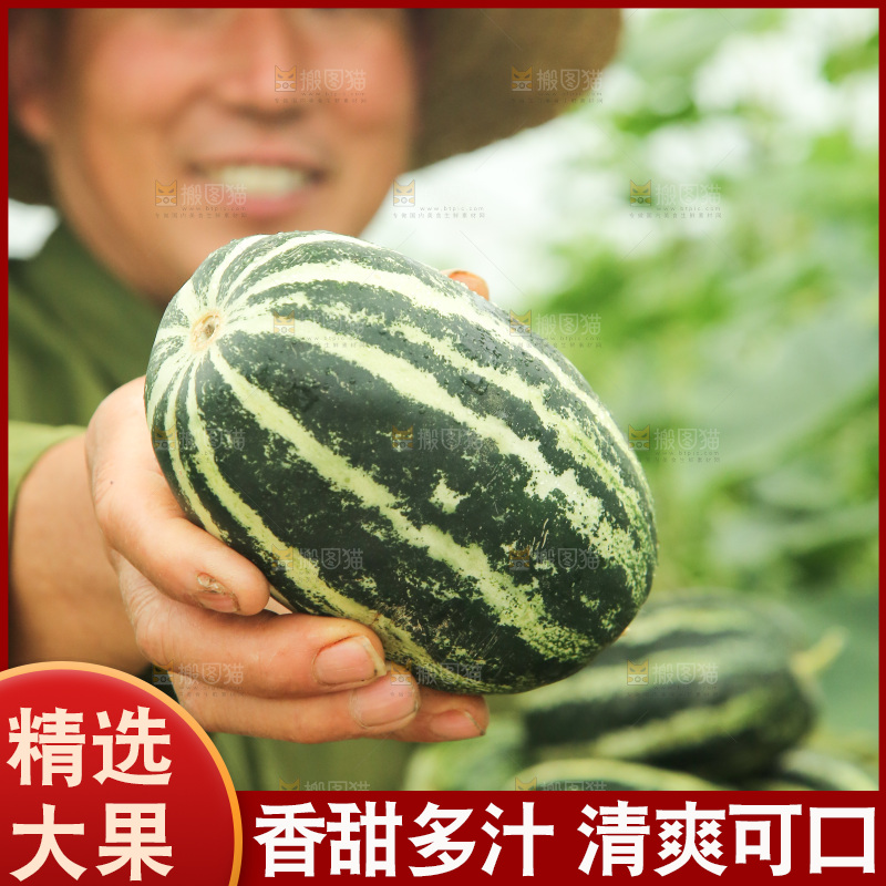 手里拿着博洋9号甜瓜