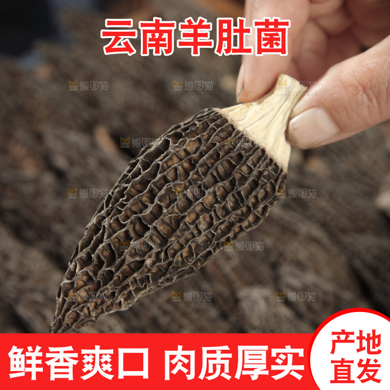 手里拿着羊肚菇