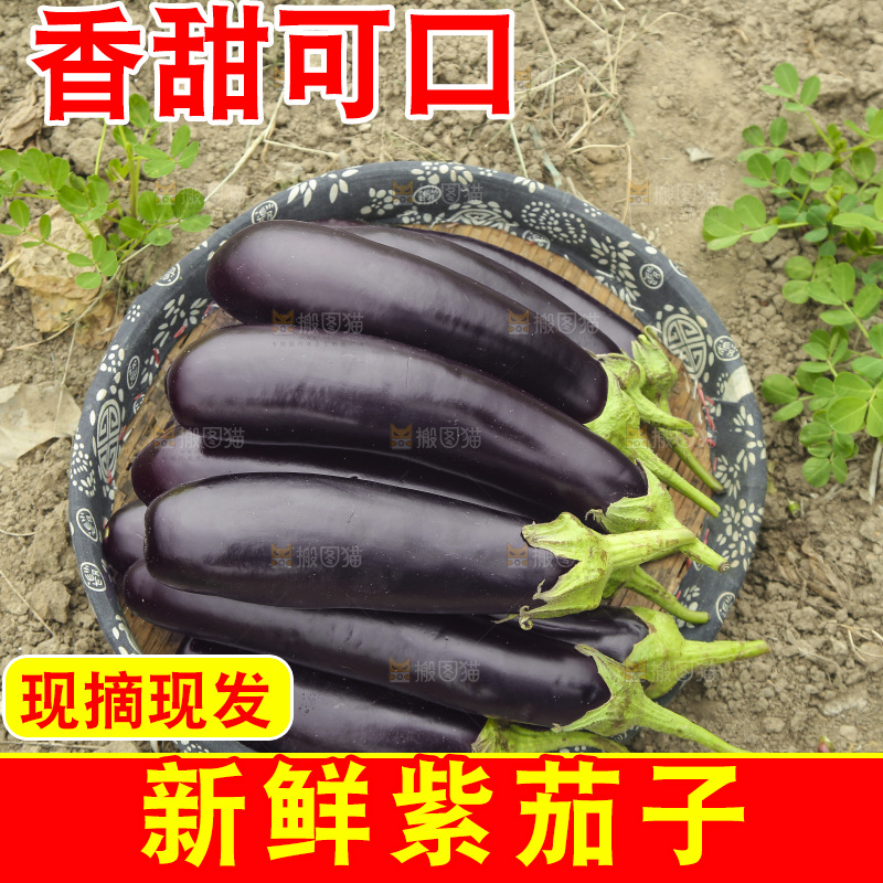 一篮紫茄子