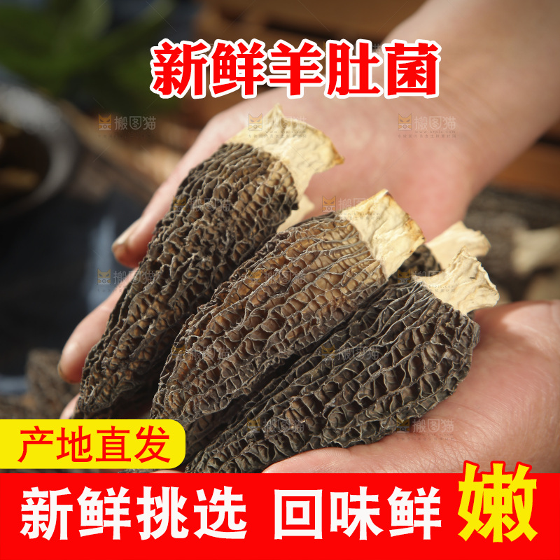 手里捧着羊肚菌