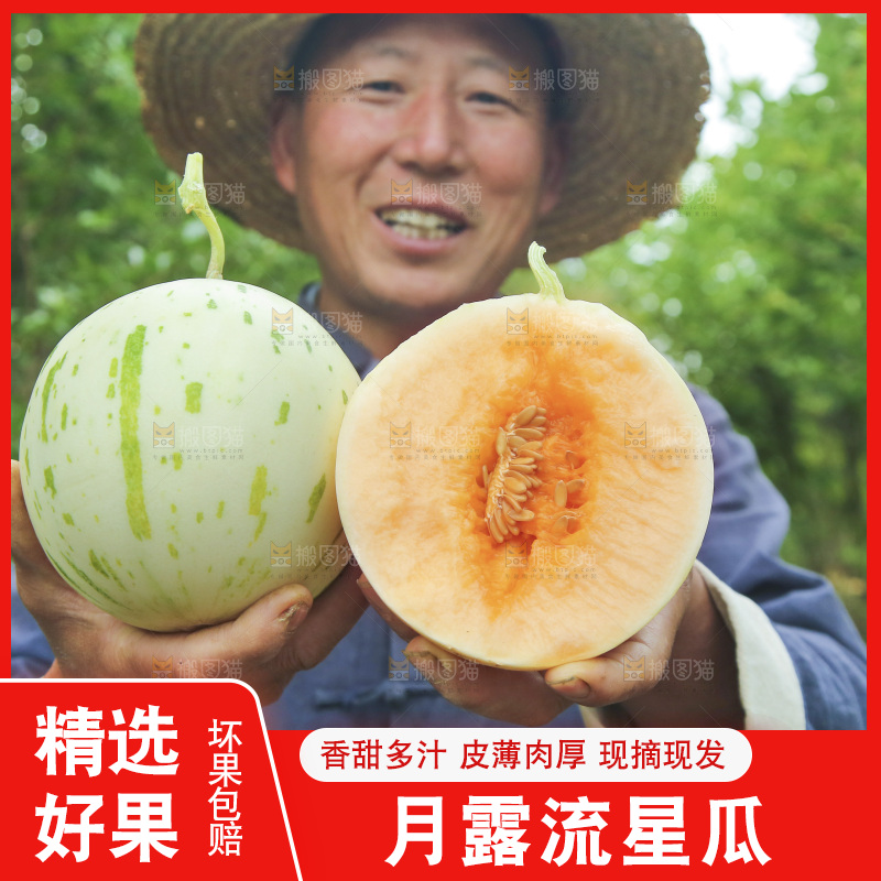 手里拿着红露流星蜜瓜