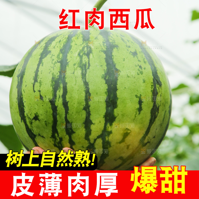 手里拿着个西瓜